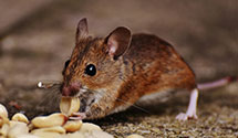 24 Hour & Emergency Exterminators in Little Compton, RI